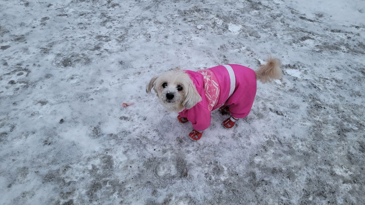 Собака на прогулке