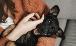 Девушка гладит собаку