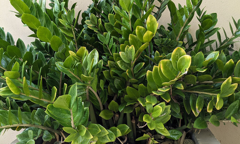 Замиокулькас в горшке