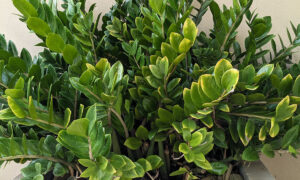 Замиокулькас в горшке