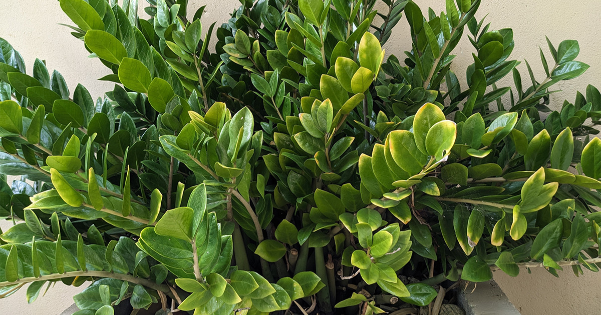 Замиокулькас в горшке