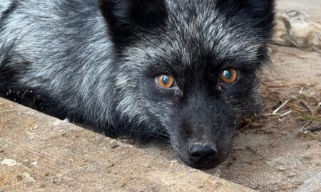 Чернобурая лисица