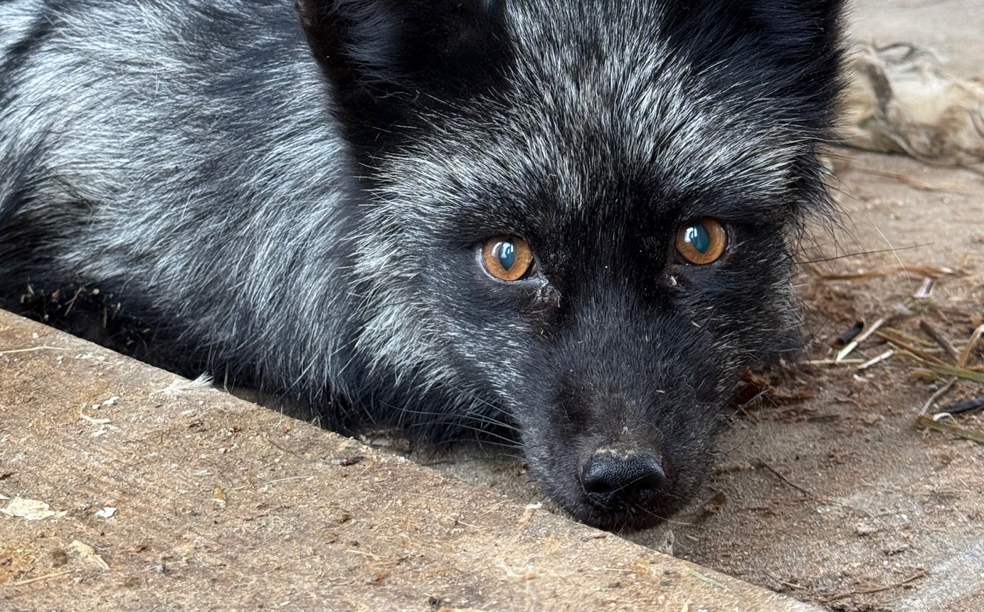 Чернобурая лисица