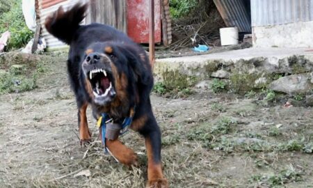 Злая собака