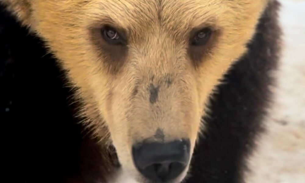 Медведь в зоопарке