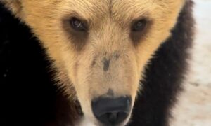 Медведь в зоопарке