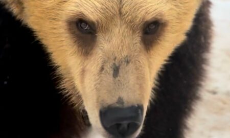 Медведь в зоопарке