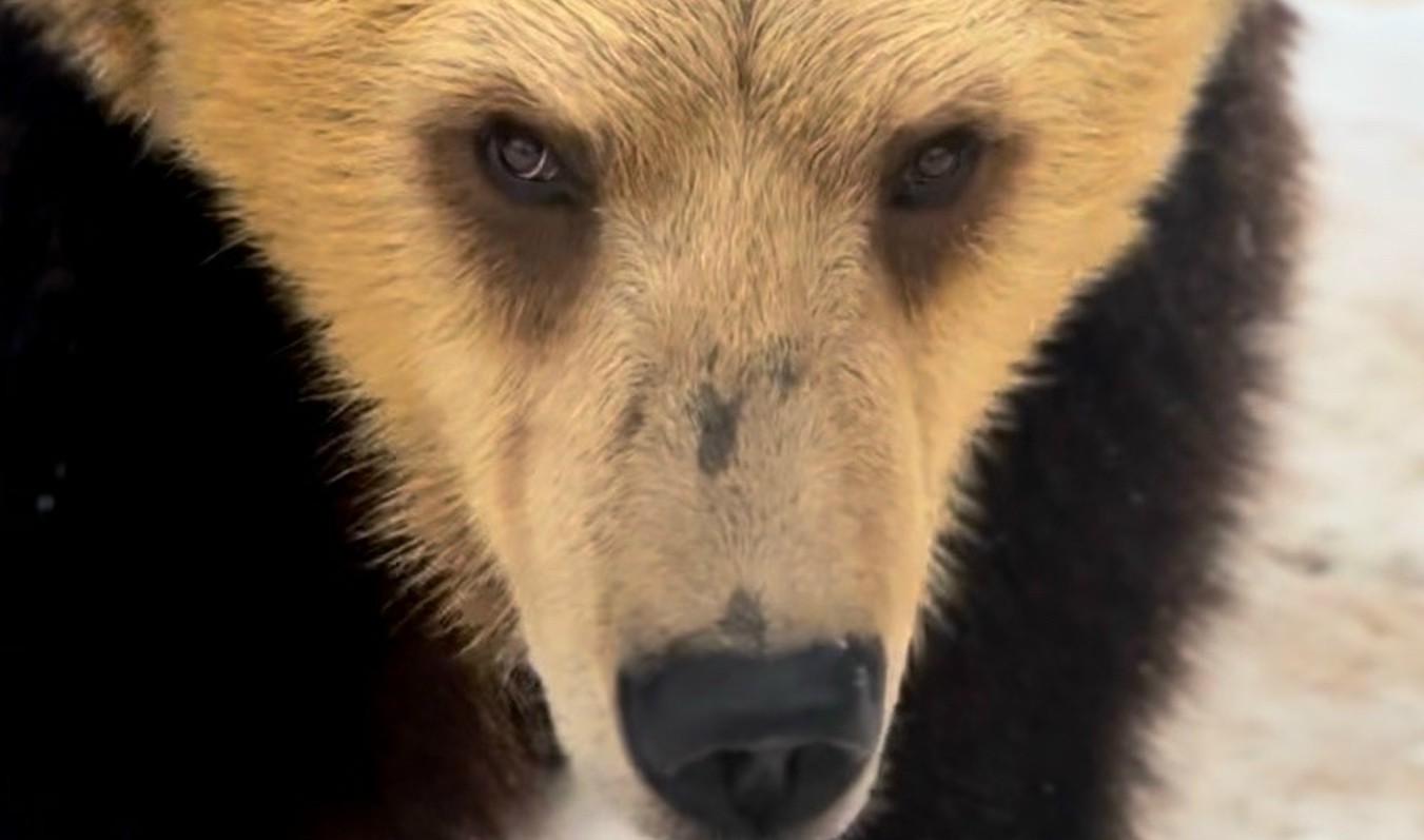 Медведь в зоопарке