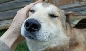 Глажка собаки