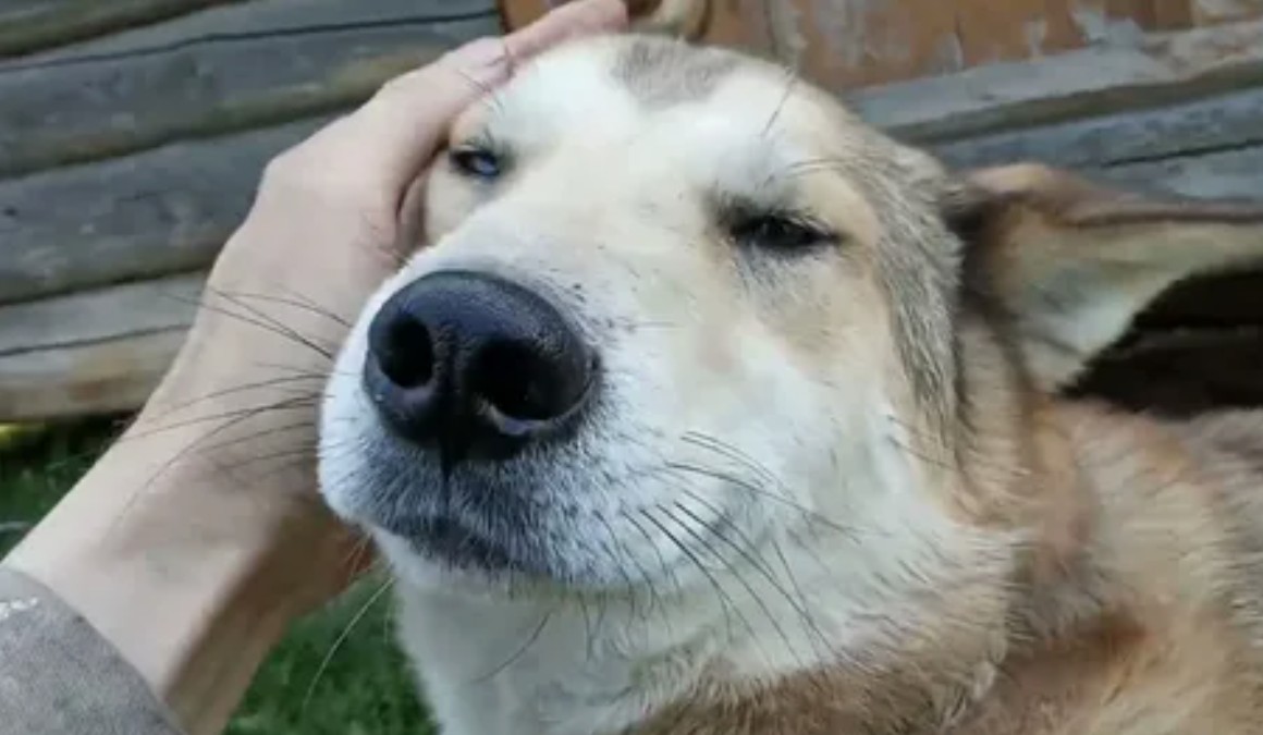 Глажка собаки