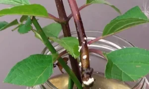 Растение в банке