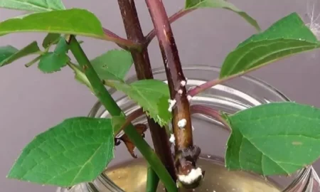 Растение в банке