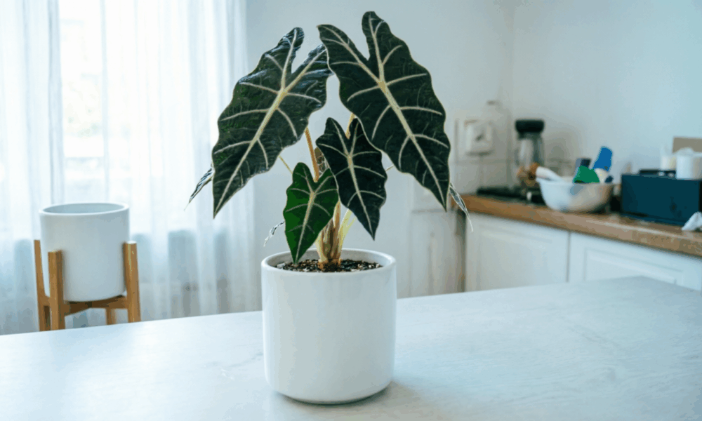 Алоказия Полли