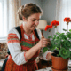Женщина ухаживает за пеларгонией