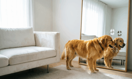 Собака запачкала зеркало