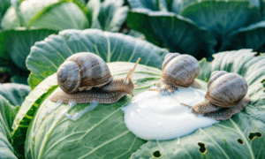 Слизни на капусте поглощают приманку на кефире