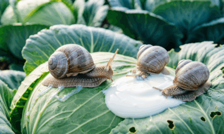 Слизни на капусте поглощают приманку на кефире