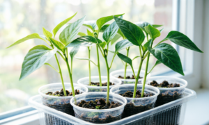 Рассада перца