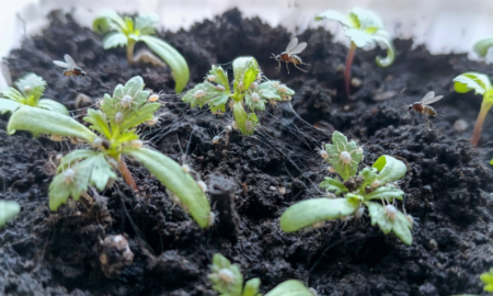 Паутинный клещ и мошки на рассаде