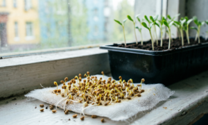 Замоченные семена укропа