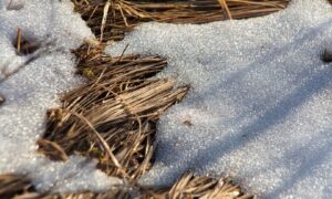 Снег тает под лучами солнца.