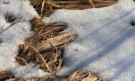 Снег тает под лучами солнца.
