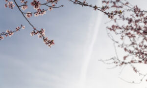 Ветки с цветами