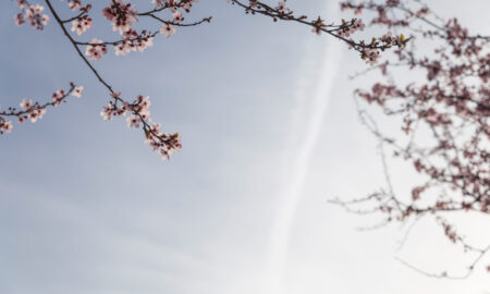 Ветки с цветами