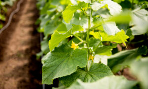 огирцы теплица зимой