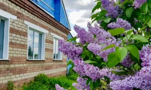 Сирень на территории дома