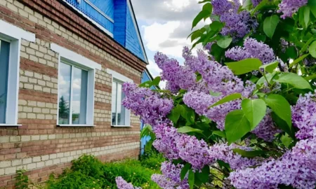 Сирень на территории дома