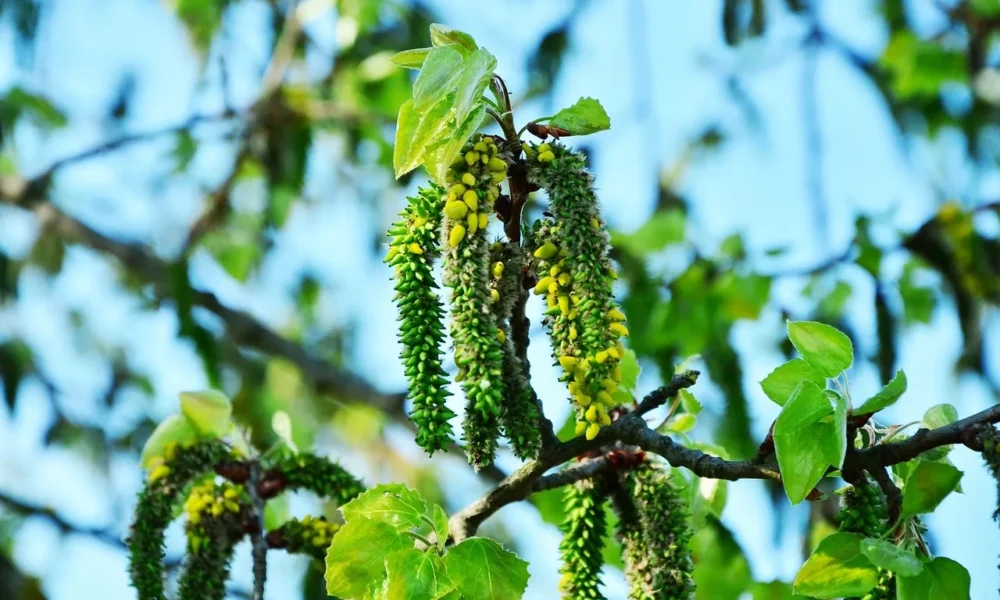 Ветки осины
