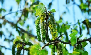 Ветки осины