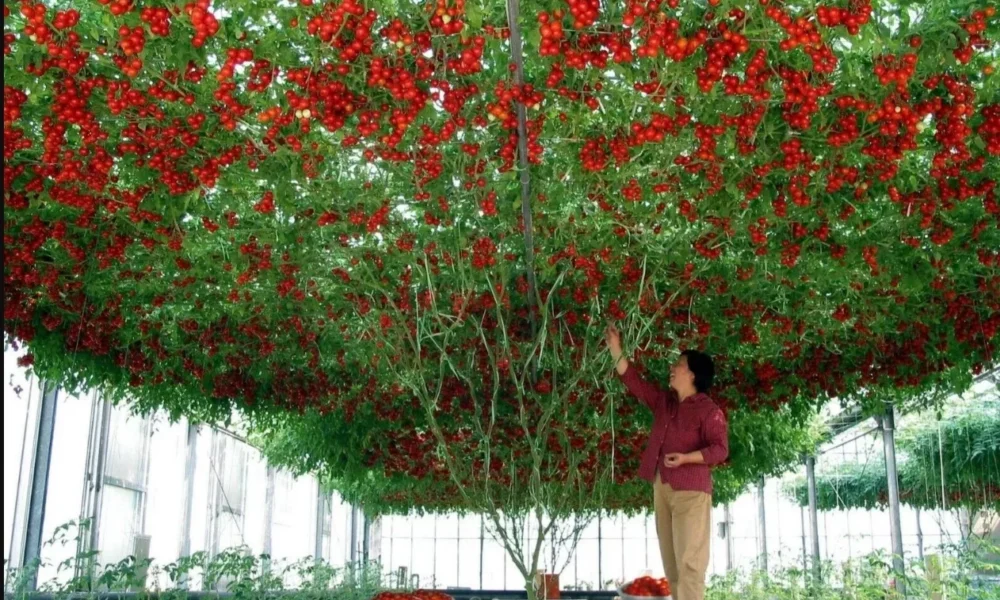 Женщина собирает плоды с дерева