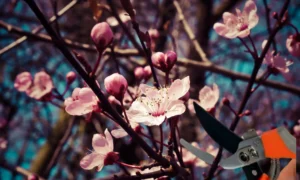 Ветки вишневого дерева и секатор