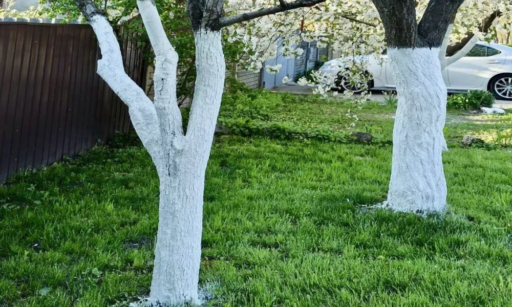 Побеленные деревья на траве