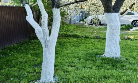 Побеленные деревья на траве