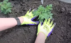 Человек в перчатках сажает растение