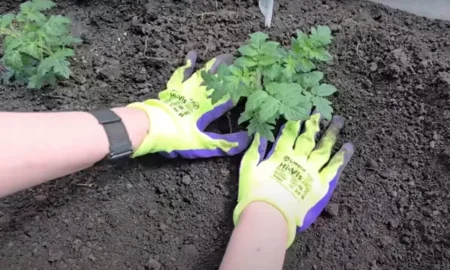 Человек в перчатках сажает растение