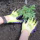 Человек в перчатках сажает растение