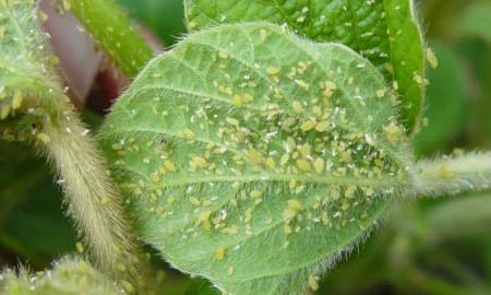 тля на растениях