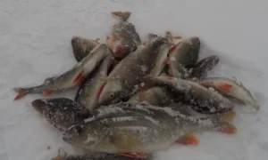 Зимняя рыбалка на озере Ильмень