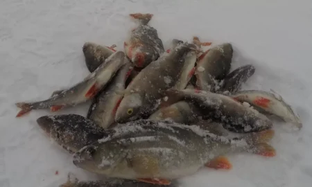 Зимняя рыбалка на озере Ильмень