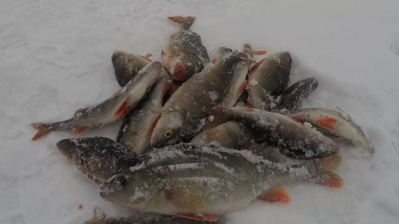 Зимняя рыбалка на озере Ильмень