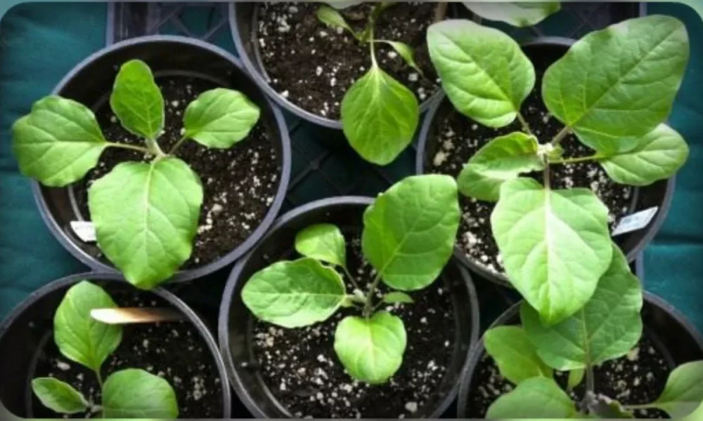 Всходы рассады баклажан