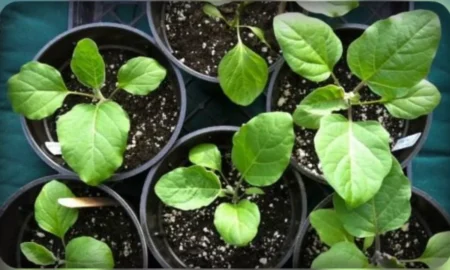 Всходы рассады баклажан