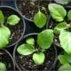 Всходы рассады баклажан
