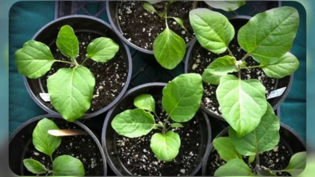 Всходы рассады баклажан