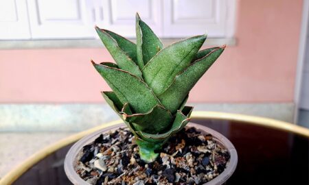 Сансевиерия