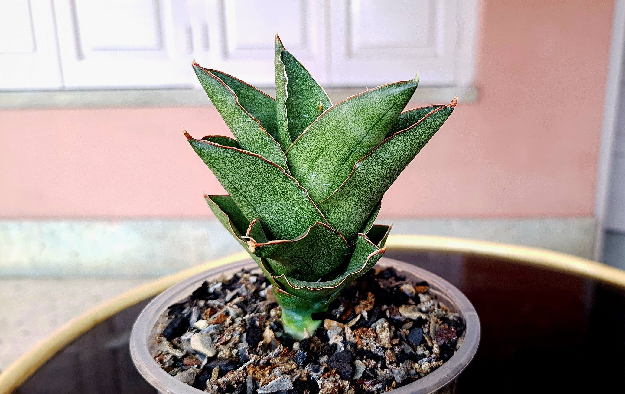 Сансевиерия